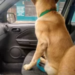 Veterinaria el lolo