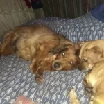 Veterinari Carino MonteGrande